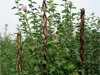 Tyč Garden Willow 130cm prútená